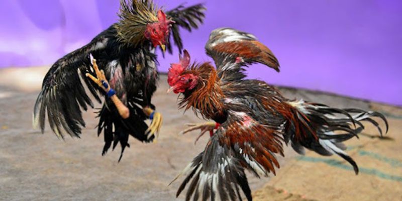 Những điều căn bản về vào nghệ cho gà đá