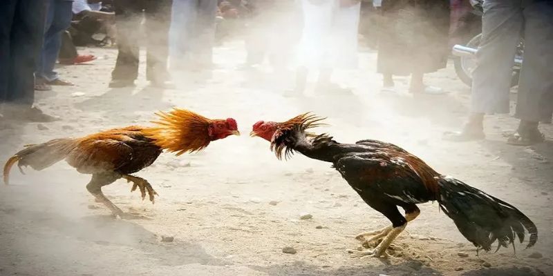 Vào Nghệ Cho Gà Đá - Bí Quyết Nâng Cao Sức Mạnh Chiến Đấu