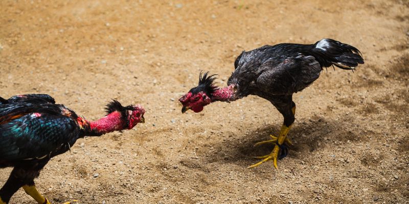 Các lợi ích khi xem đá gà trực tuyến tại ABCVIP